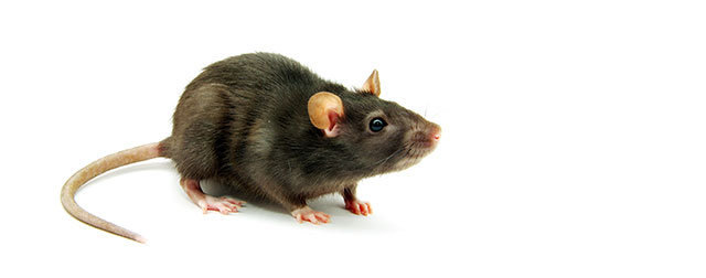 Rats Force Ft. Lauderdale’s Homeless To Clear Out Of Stranahan Park