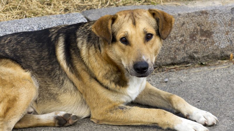 To Live on the Streets with a Pet