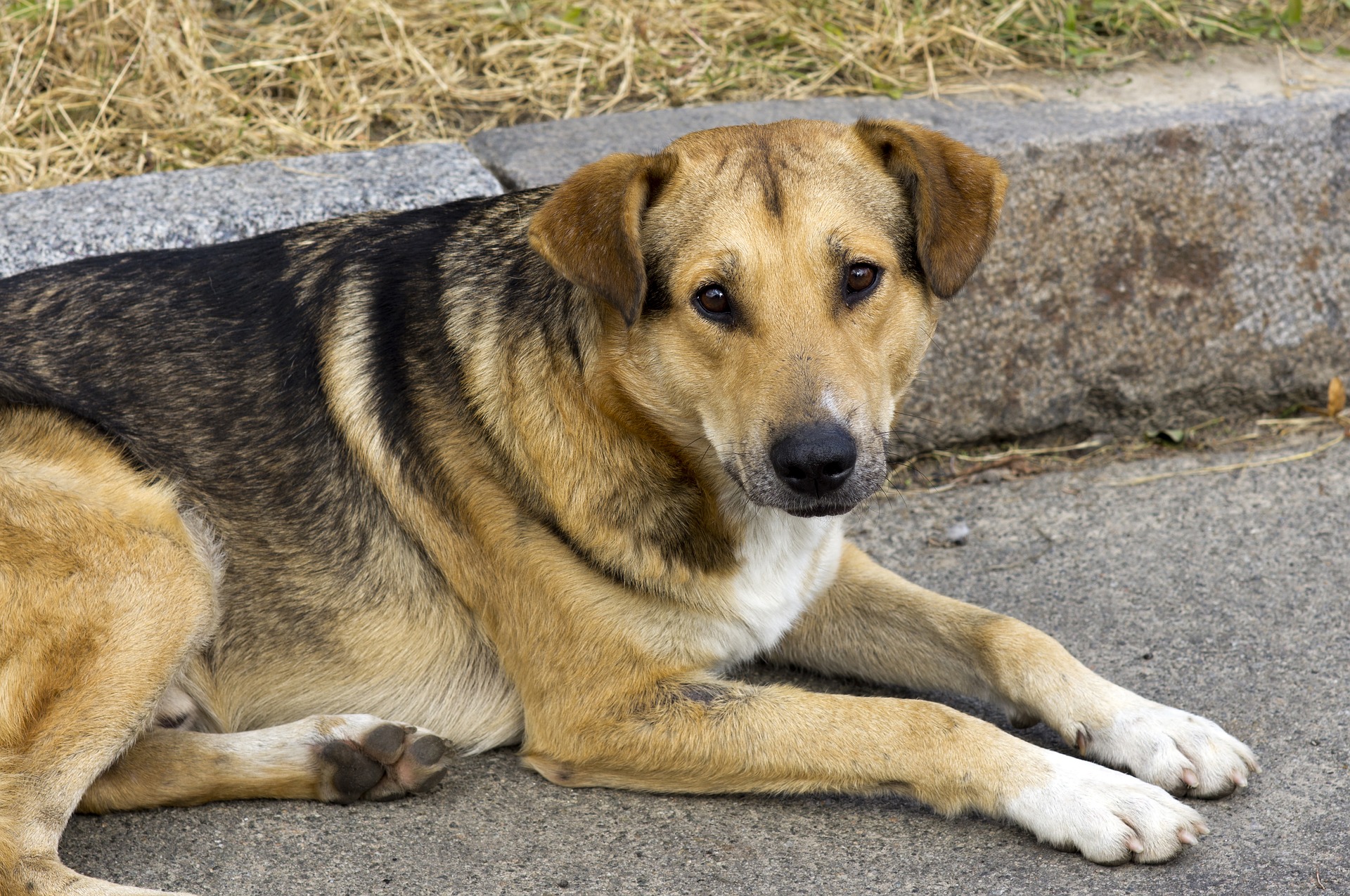 To Live on the Streets with a Pet